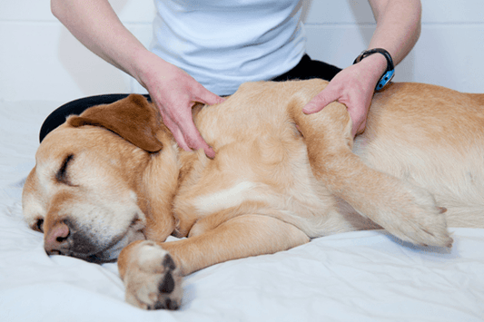 Massaggio con la terapia percussiva per animali