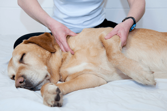 Massaggio con la terapia percussiva per animali