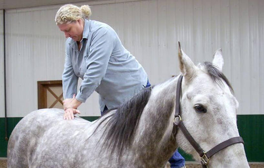 Cavallo: prenditi cura del tuo amico equino con la pistola massaggiante - TOPMET